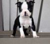 Lovely Male and female Boston Terrier puppies