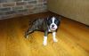 AKC Registered Boston Terrier Puppies For Sale