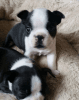 3 Kc Reg Boston Terrier Girl Pup