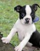 Marveluos Boston Terrier Puppies For Sale