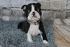 Top Quality Male and Female Boston Terrier Pups