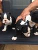 Beautiful Kc Registered Boston Terrier Pups