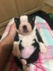 Adorable Litter Of Boston Terriers