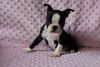 Boston Terrier Pups For Sale12