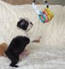 Kc Registrated Boston Terrier Puppies