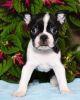 Akc Boston Terrier Puppies For Adoption
