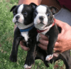 Akc Boston Terrier Puppies For Adoption