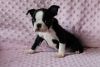 Boston Terrier Puppies For Sale -2 Boys &1 Girl