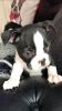 Kc Boston Terriers Two Girls Available