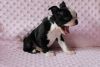 Kc Boston Terriers Two Girls Available