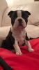 Boston Terrier Boys And Girls For Sale