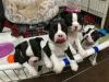 Akc Registered Boston Terrier Puppies!