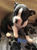 Lovely Boston puppies for sale