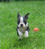 Boston Terrier Last Girl Reduced Ready To Leave
