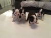 We have a beautiful litter of Boston Terrier puppies 3 boys and 1 girl