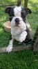 Registered Quality Boston Terrier (wildax)