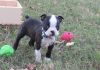 Boston Terrier Puppies available now