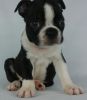Boston Terrier Puppies For Adoption for fast respond text us 262-586-