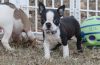 Adorable Boston Terrier Puppies For Sale text (xxx) xxx-xxx2