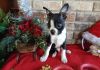 AKC Boston Terrier puppies available