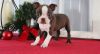 Beautiful, Smart and Very Friendly Boston Terrier Puppies