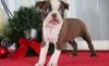 Family Raised Male and Female Boston Terrier Puppies