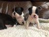 Registered Male and Female Boston Terrier Pup
