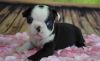 loving boston terrier puppy girl, call or text xxx-xxx-xxxx