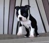 Potty Trained Boston Terrier puppies