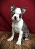 Lovely Boston Terrier puppies For Sale. Text (xxx) xxx-xxx2