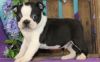 CKC Male and Female Black and White Boston Terrier