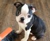 Gorgeous Boston Terrier Puppies For Sale.
