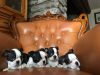 Adorable AKC Boston Terrier Puppies. Text us at +1 8xx xx4-0xx3