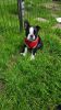 Adorable Boston Terrier Akc Registered,parents Hc-hsf4 Clear