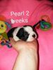 Pearl F Boston terrier puppy