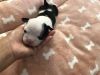 Boston terrier Puppies for sale
