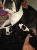 Boston Terriers for sale
