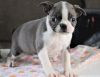 Sweet and Trained Boston Terrier Puppies Ready