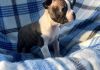 Quality Boston Terriers Puppies, Now Available