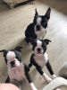 Amazing Boston Terrier Puppies For Sale
