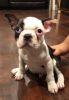 Outstanding Boston Terrier puppies for sale