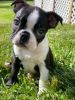 Cute Boston Terrier puppies For Sale