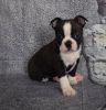 Outstanding Litter of Boston Terrier puppies with great Temperament