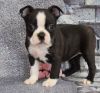 Potty Trained Male & Female Boston Terrier Puppies
