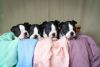 Boston Terriers Puppies Available