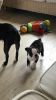 Home Raised Boston Terrier Puppies