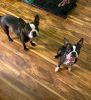 Boston Terrier puppies Available.Text 424,294 then 861 three