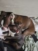 7 month old dogs for sale EACH $500 (3) IN TOTAL