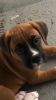 “Denny” Boxer Puppy