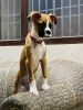 Boxer male puppy 2.25 month vacation